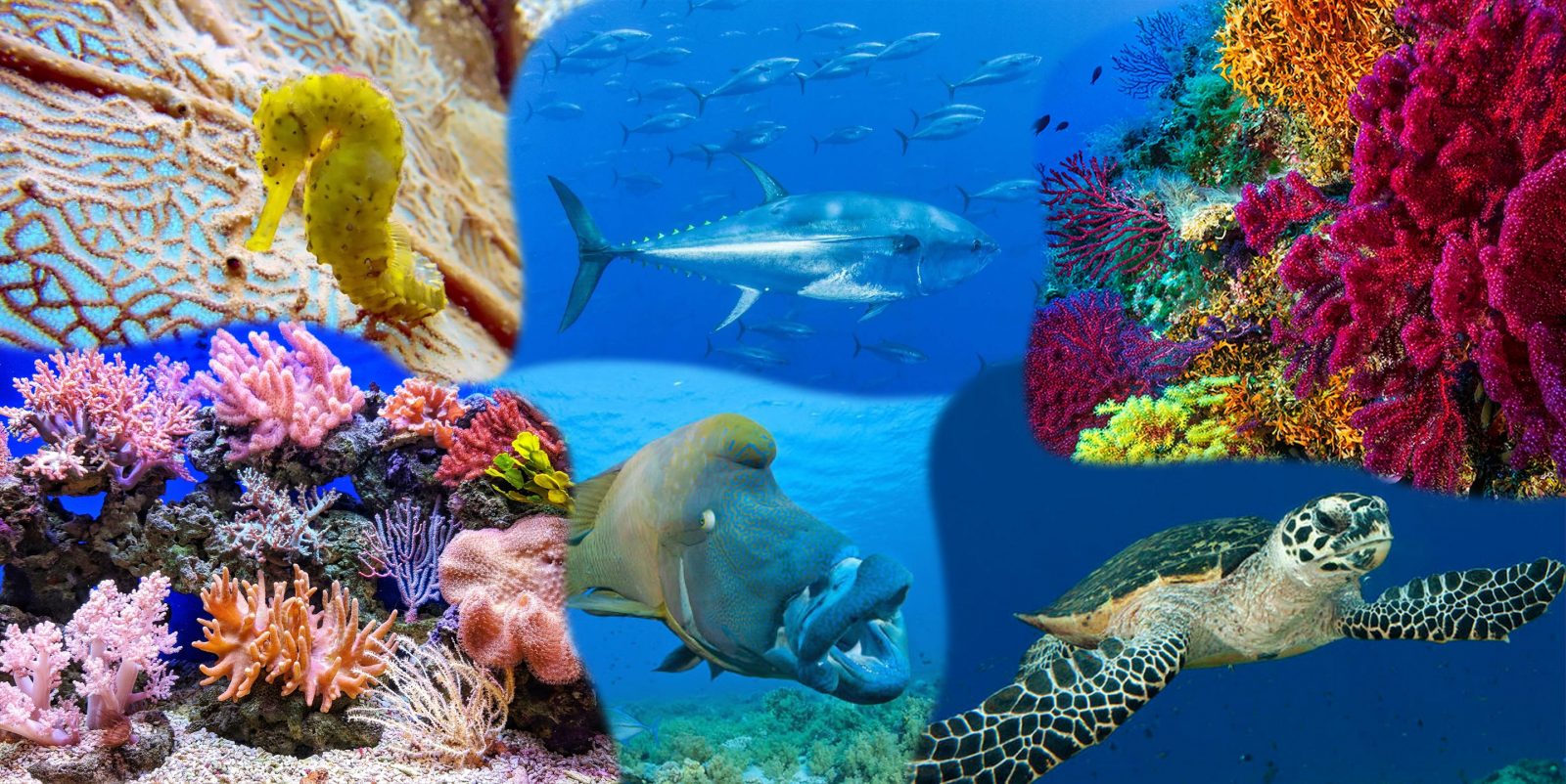 8shades endangered marine species