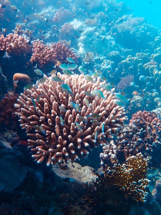 Coral Reefs