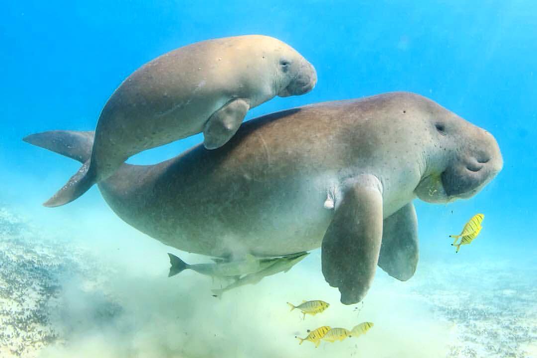 Save the Dugong