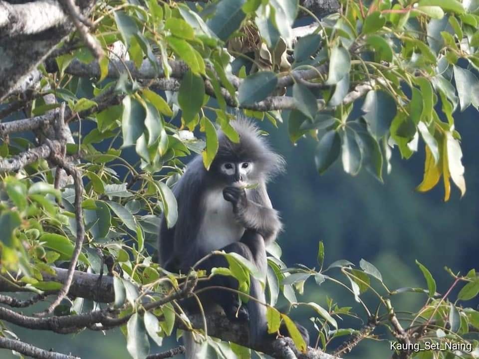 ghostly monkey kaung_set_naing