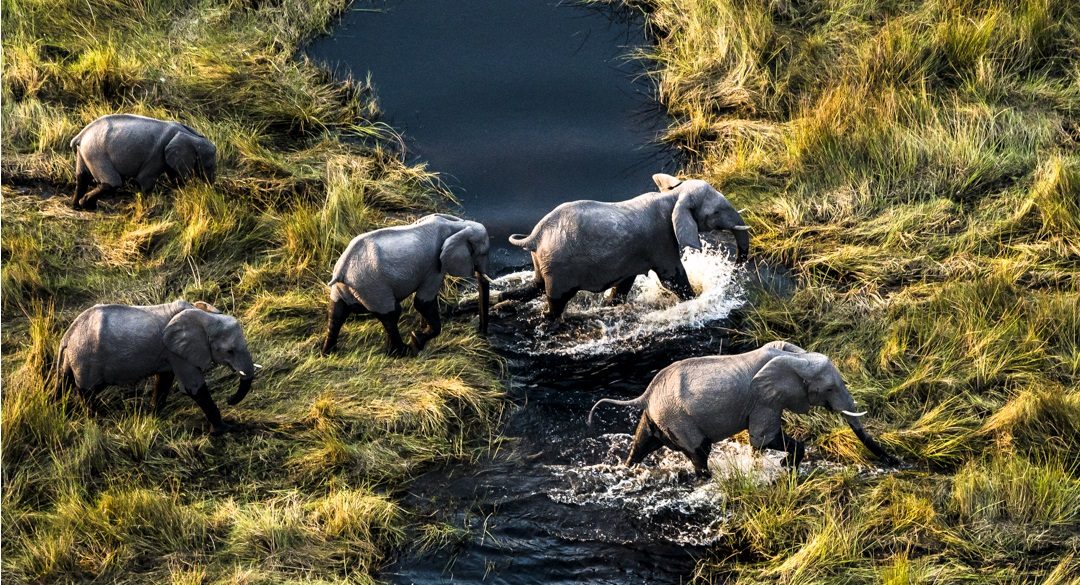 okavango