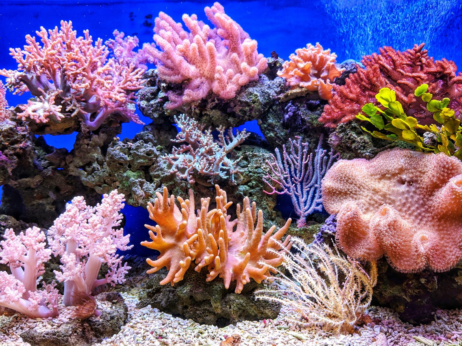 coral reefs