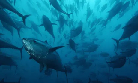 the Guardian -  Bluefin Tuna