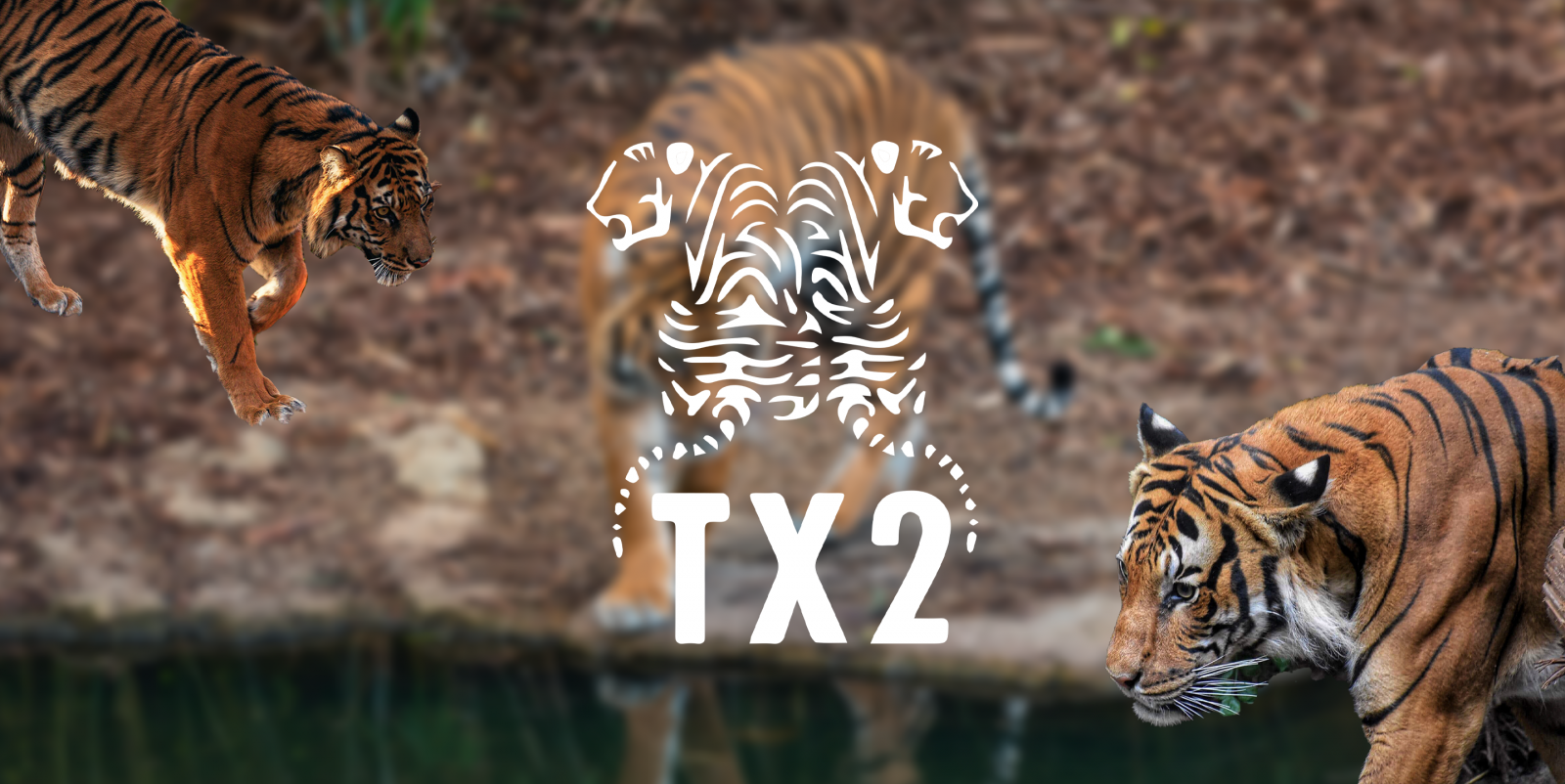 tx2 tiger wwf